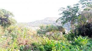 卡塔山坡上超过 1 块 Rai 海景土地待售