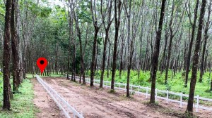 出售位于 Cherng Talay 的 5 莱平地