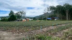 马尼克（Manik）3莱（约1.2公顷）平地，可立即开工建设