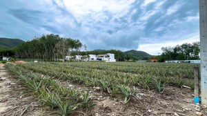 马尼克（Manik）3莱（约1.2公顷）平地，可立即开工建设
